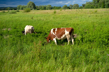 Fototapeta na wymiar Cow on a summer pasture.
