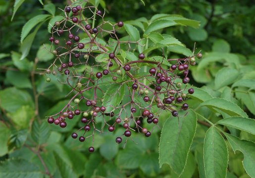 Elderberry berries - Powered by Adobe