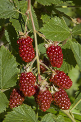 Detailansicht eines Brombeerstrauches