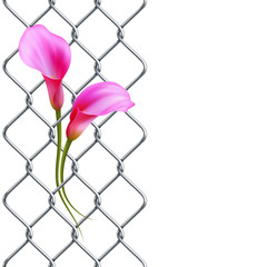 Rabitz fence with realistic pink calla lily as left border, pattern.