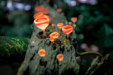 Mushrooms orange fungi cup ( Cookeina sulcipes ) on decay wood, in the rain forest.