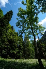 Fototapeta premium Idyllische Wiese im Wald