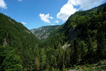 Waldlandschaft in den Bergen