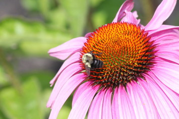Purple Coneflowers with Bee, growing in a small public flower garden.  