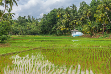 Agriculture and rice cultivation in the Mirissa district of southern Sri Lanka. Agriculture and...