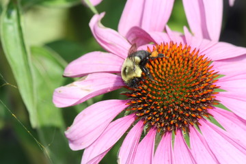 Purple Coneflowers with Bee, growing in a small public flower garden.  