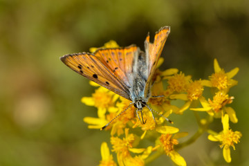 Großer Feurfalter sitzt auf einer gelben Blüte