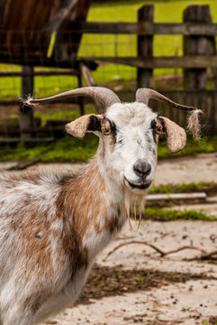 Billy Goat With A Slight Smirk On His Face And Fur Hanging From His Horns.