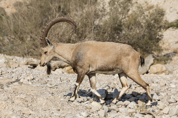 Nubian ibex, Ein Gedi, at the Dead Sea, Israel