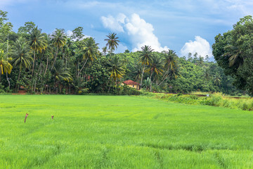 Rice cultivation and agriculture in the Mirissa district of southern Sri Lanka. Agriculture and livestock play a significant role in the economy of this island nation.