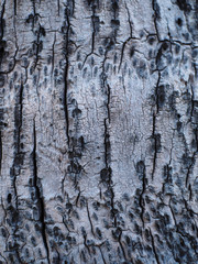 wood texture 