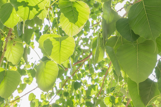 Green Bodhi leaves ,Pipal leaves, Bo leaves.