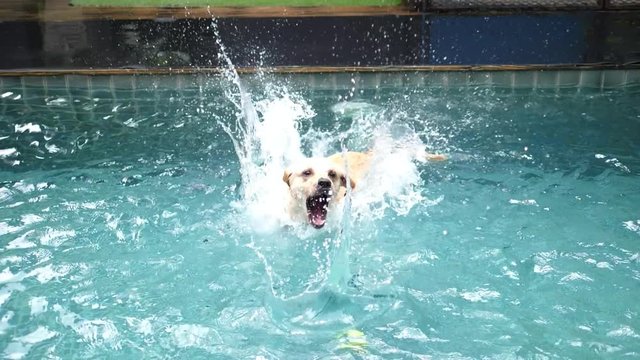 Dog Jumping In Swimming Pool. Slow Motion. HD, 1920x1080. 