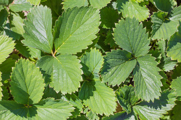 Background of green leaves of strawberries.