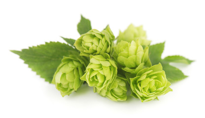 Fresh green hop branch, isolated on white background