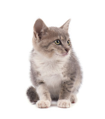Beautiful small gray kitten isolated on white background