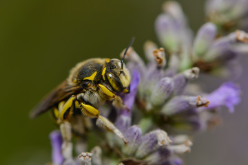 Blattschneiderbiene auf einer Lavendelblüte