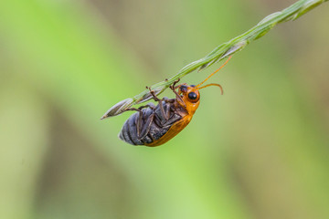 small orange beetle