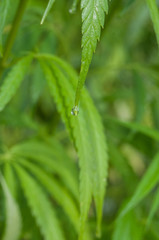 gouttes de pluie sur plants de cannabis