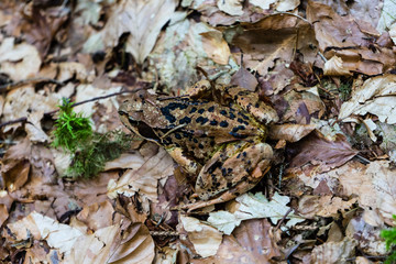 frog in forest close up