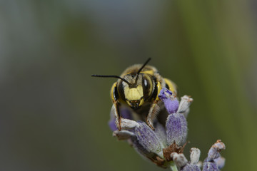 Blattschneiderbiene auf einer Lavendelblüte