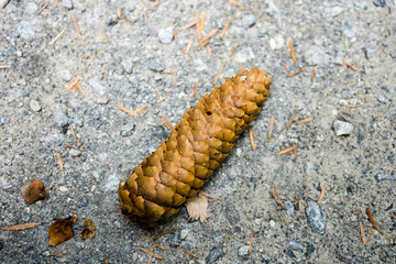 pinecone laying on trail