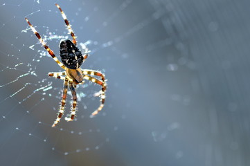 Araignée sur toile