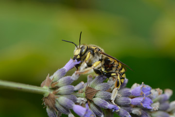 Blattschneiderbiene auf einer Lavendelblüte