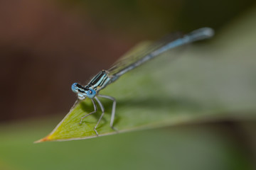 Libelle sitzt auf einem Blatt