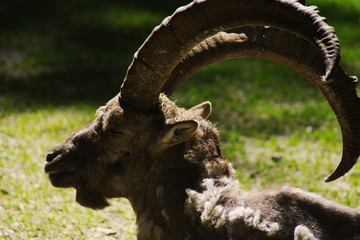 Nahaufnahme Steinbock