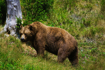 Braunb&auml;r im Wald