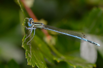 Libelle sitzt auf einem Blatt