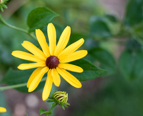 Yellow Garden Flower