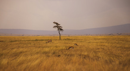 Landscape of savanna