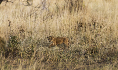 Baby lion on the move