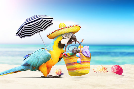 Papagei als Paradiesvogel am Strand - Urlaub Konzept