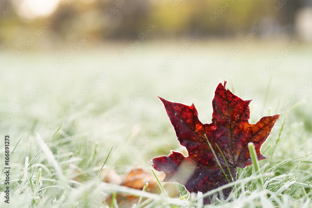 Wall mural fallen frosted autumn maple leaves on grass