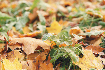 fallen frosted autumn leaves in town park on ground