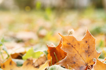 fallen frosted autumn leaves in town park on ground