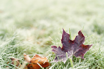 fallen frosted autumn maple leaves on grass