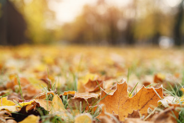 fallen frosted autumn leaves in town park on ground