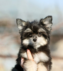Portrait of a black puppy of the breed Chinese Crested. Dog head against the blue sky.