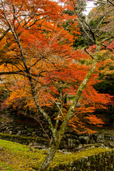 The Fall Color Leaves at the Yoro Waterfall in Gifu, Japan, November, 2016