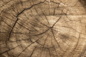 Closed up of brown aging tree bark background