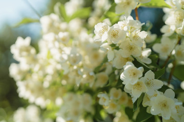 white jasmine flowers in sunny summer evening