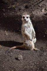 Meerkat