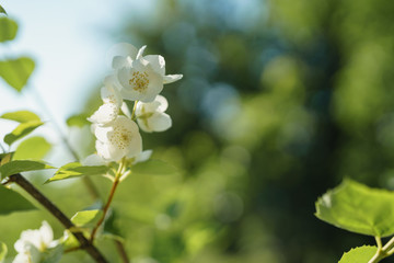 white jasmine flowers in sunny summer evening