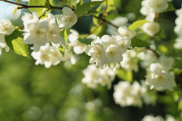 white jasmine flowers in sunny summer evening