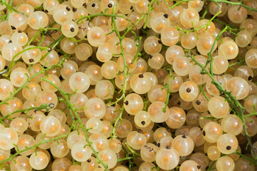 A lot of white currant