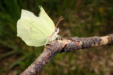 Obraz premium Zitronenfalter mit zerfleddertem Flügel